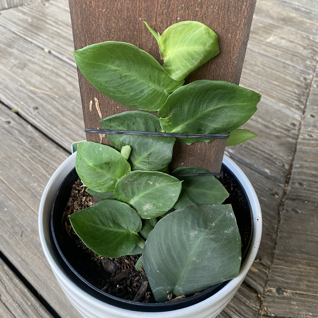 Shingle Plant in a pot with wooden support, healthy green leaves.