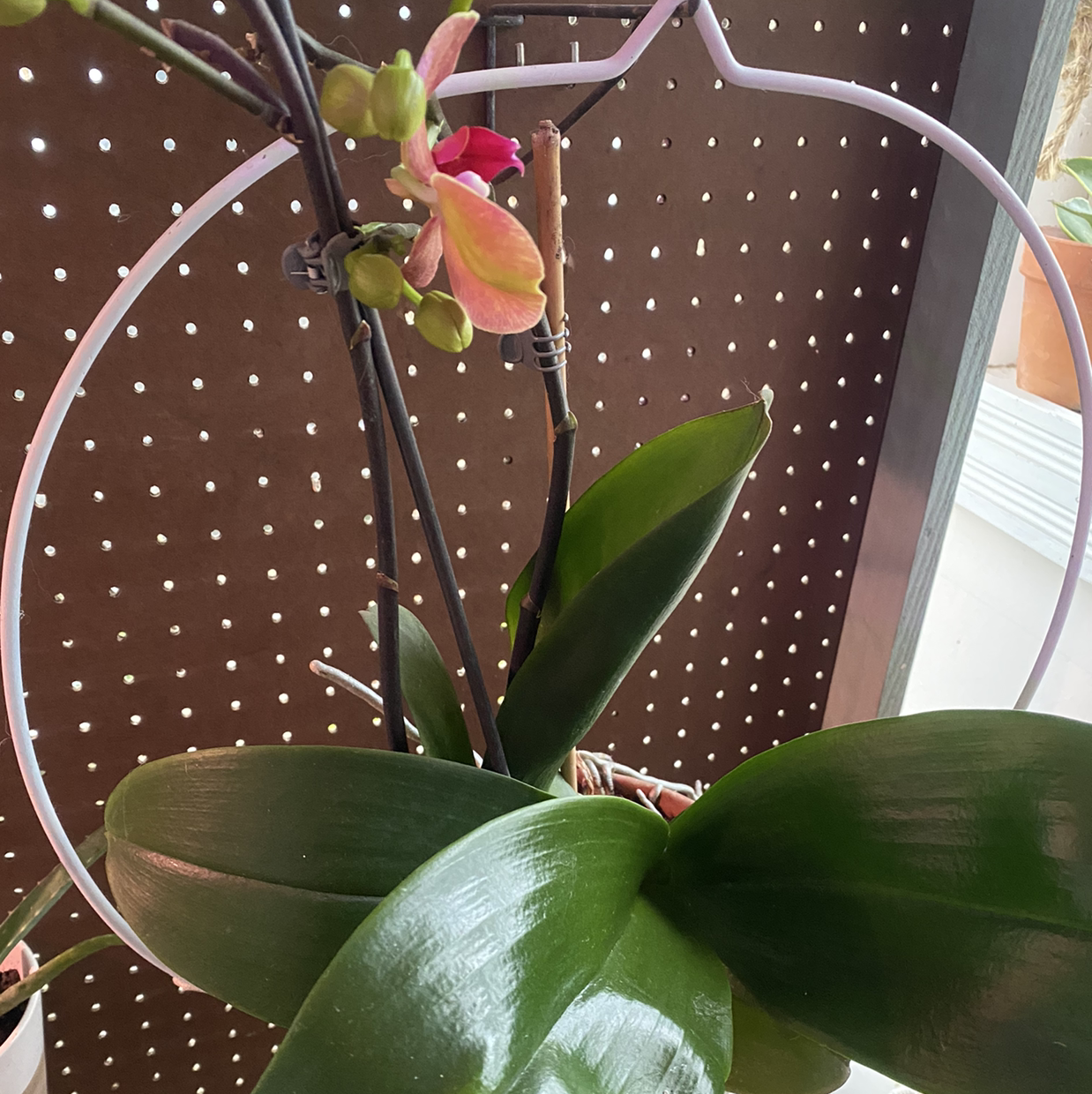 Jewel Orchid with glossy green leaves and visible flowers.