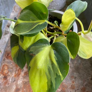 Heartleaf Philodendron plant in Peebles, Ohio