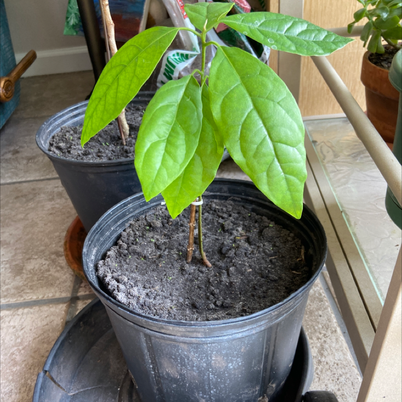 Young avocado plant in black pot, large glossy green leaves with slight browning, looks healthy and growing well on windowsill.