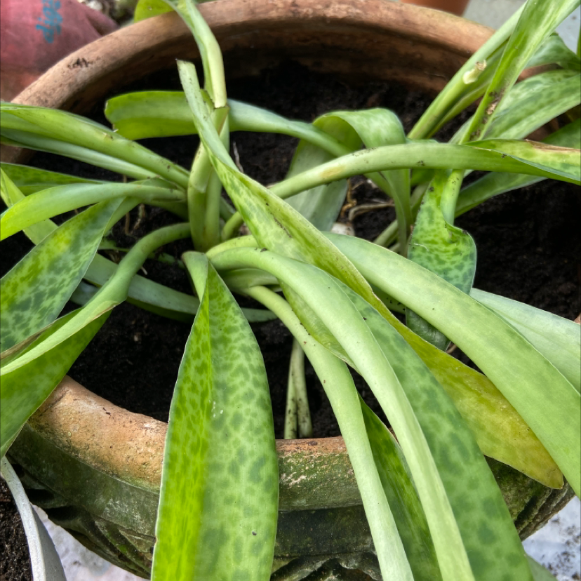 Potted Silver Squill plant with spotted leaves, some yellowing and browning visible.