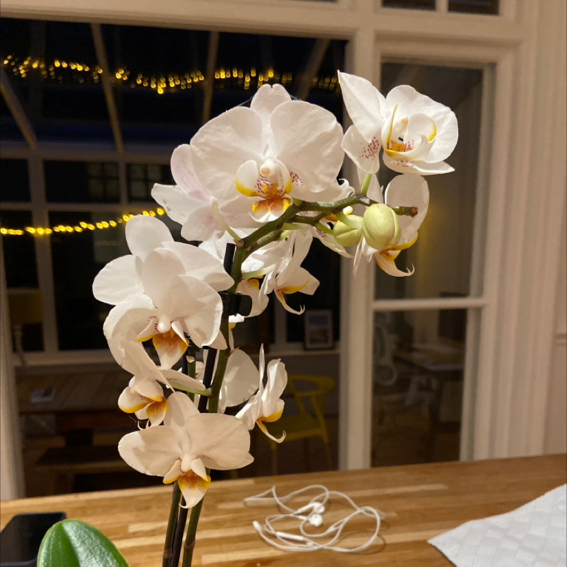Mini Phalaenopsis Orchid with white flowers on a wooden surface indoors.