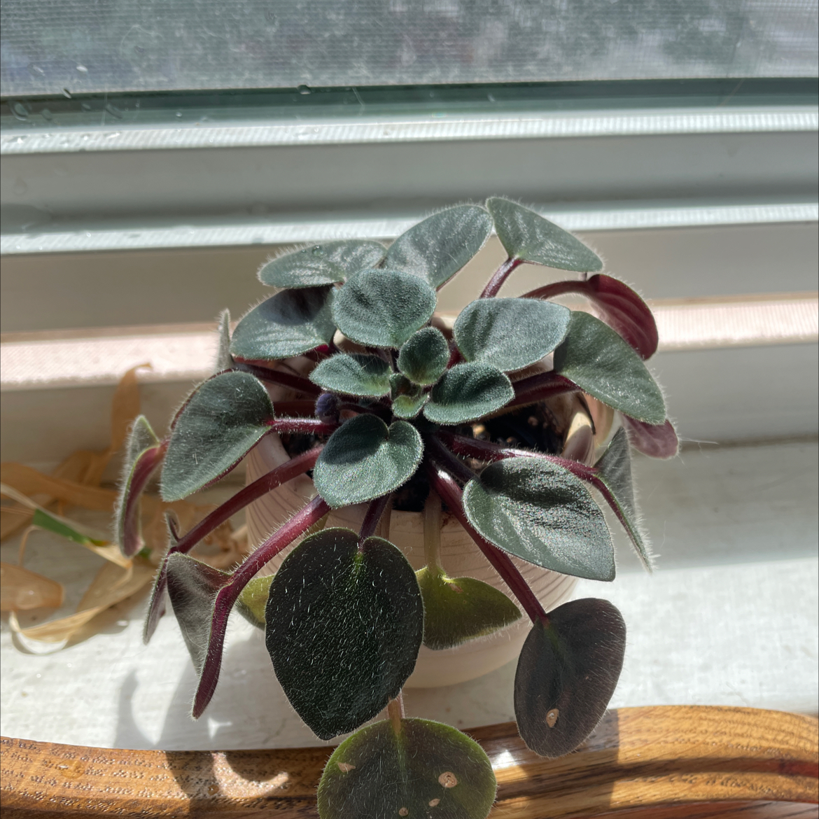 African Violet plant photo by @mhiras named Zion on Greg, the plant care app.