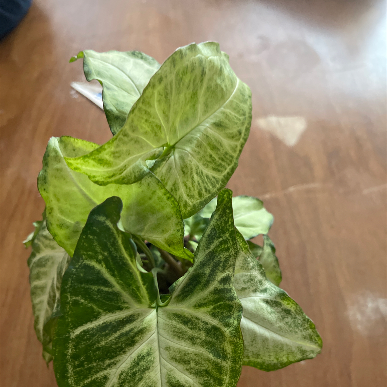 Syngonium 'White Butterfly' plant with variegated green and white leaves on a wooden surface.