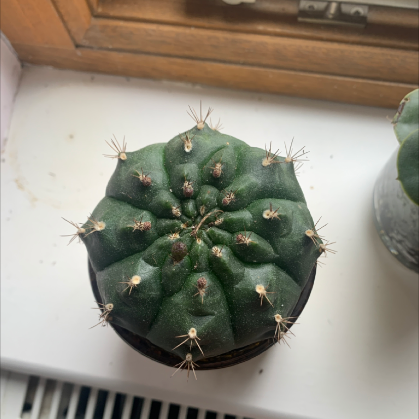 A healthy Peyote cactus on a windowsill with no visible soil.