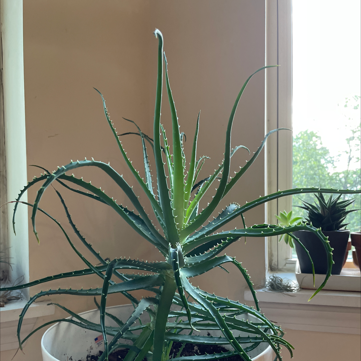 Candelabra Aloe plant in a white pot near a window, appears healthy.