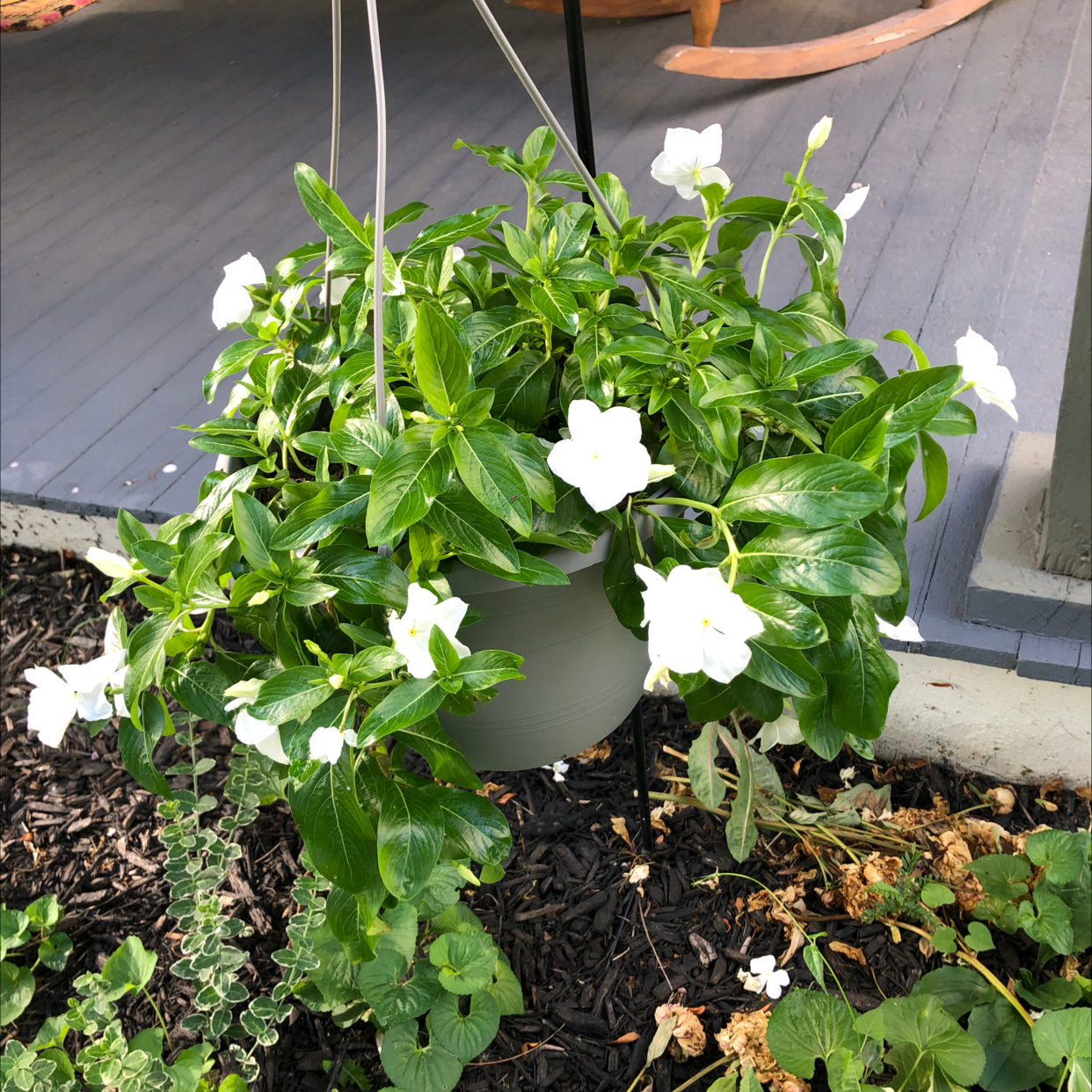 Hanging pot with a healthy Bright Eyes plant, featuring green leaves and white flowers.