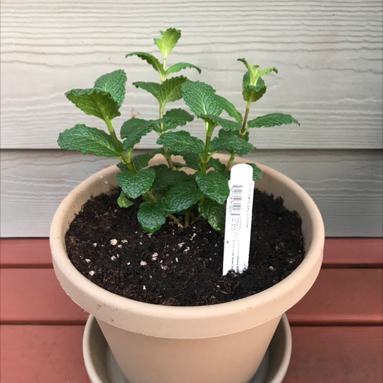 Potted spearmint plant with healthy green leaves and visible soil.