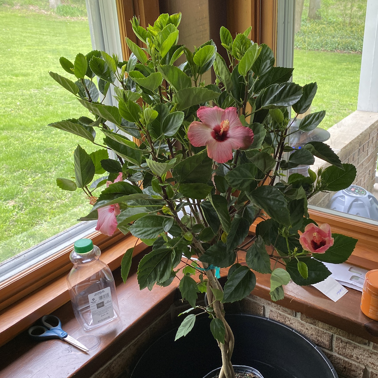Chinese Hibiscus plant with pink flowers placed indoors near a window.