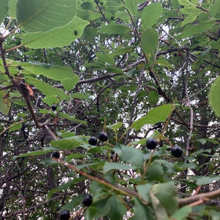 Photo of the plant species Bird cherry by Bhappyo named Fun-guy on Greg, the plant care app