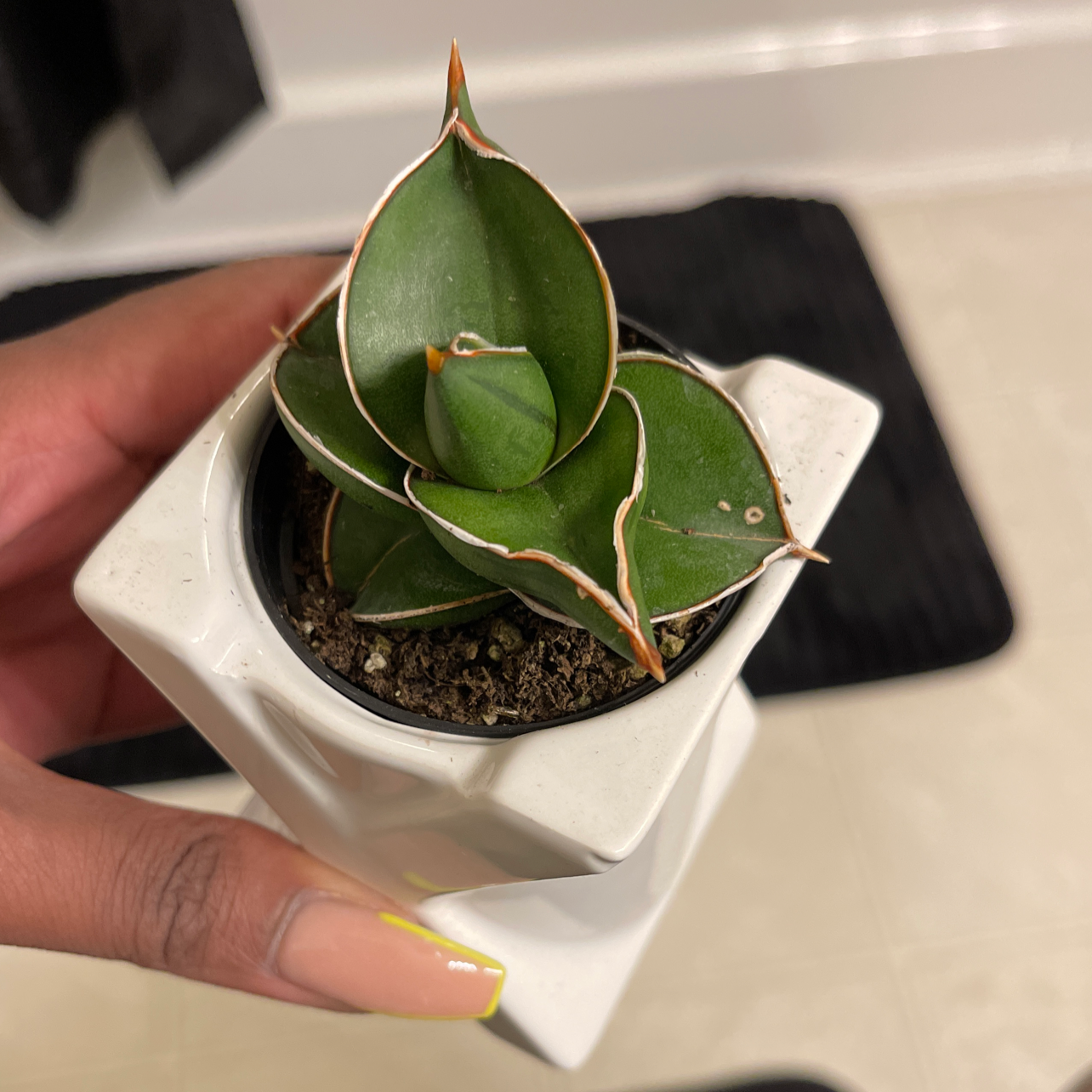 Photo of the plant species Blue Sansevieria by @dialuv7 named Spike lee on Greg, the plant care app