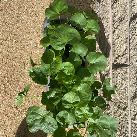 Photo of the plant species Island Mallow by Momina named Plant 1 on Greg, the plant care app