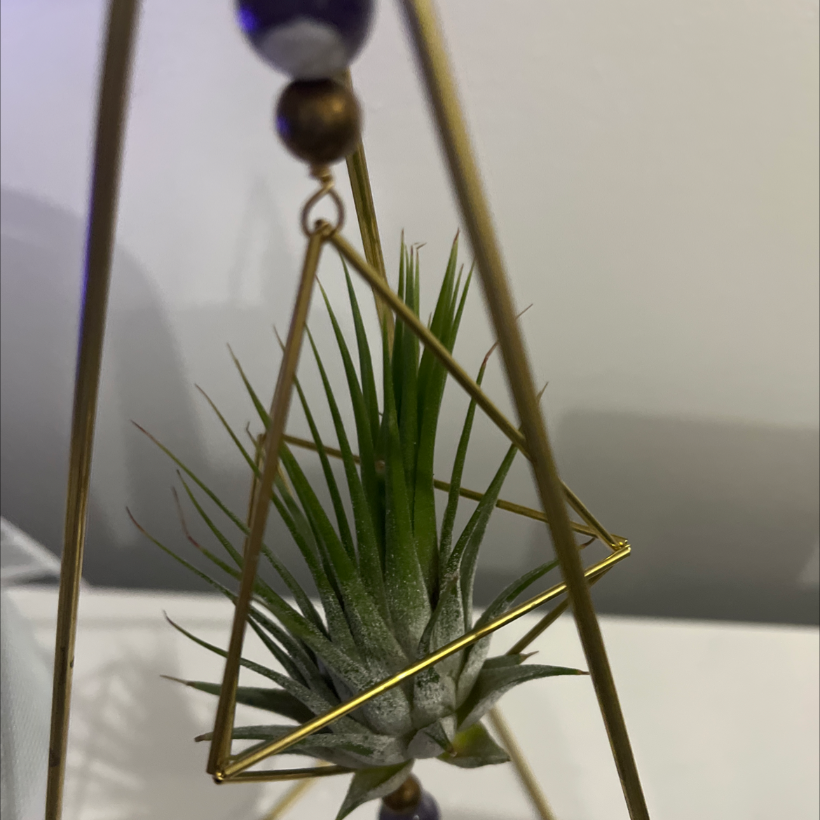 Photo of the plant species Lindley's Silver Puff by @Loveland505 named Steve on Greg, the plant care app