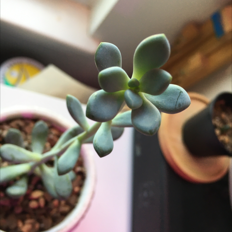 Photo of the plant species Belle Blue by @Loveland505 named Penny on Greg, the plant care app