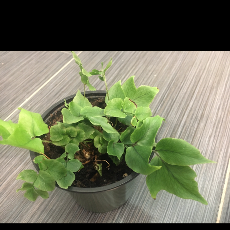 House Holly-Fern in a small pot with vibrant green leaves and visible soil.