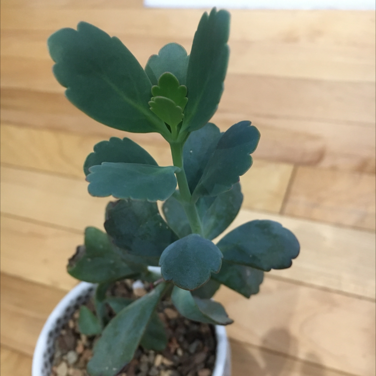 Photo of the plant species Marnier's Kalanchoe by @Loveland505 named Scallop on Greg, the plant care app