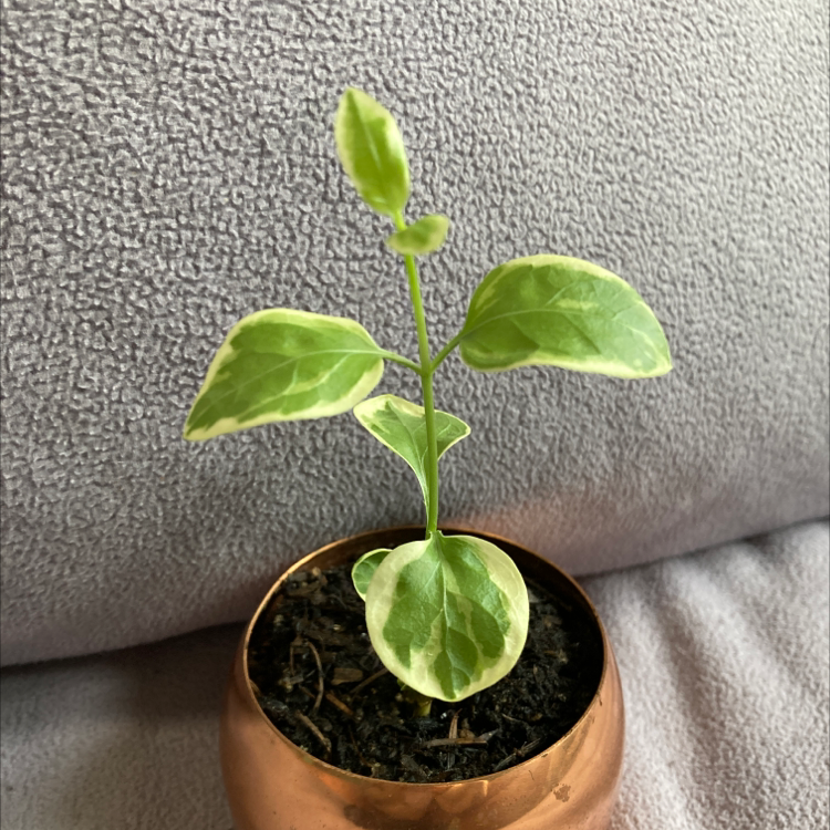 Greater Periwinkle plant photo by @haveaniceday named Rikkie on Greg, the plant care app.
