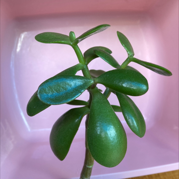 Lucky Plant plant photo by @haveaniceday named Jenny on Greg, the plant care app.