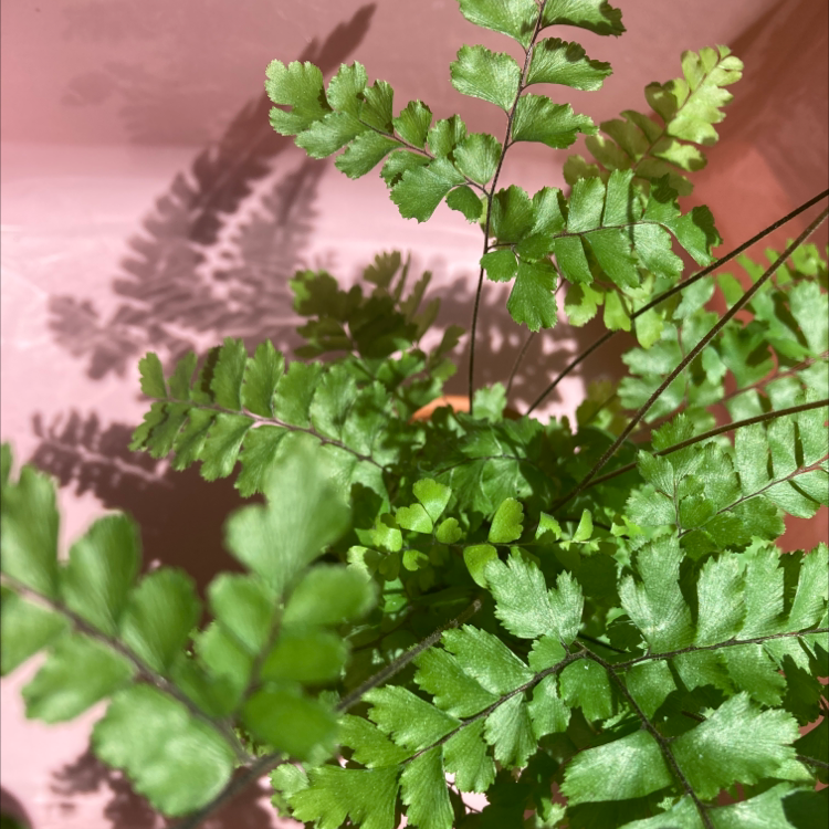 Bronze Venus Fern plant photo by @haveaniceday named williamett on Greg, the plant care app.
