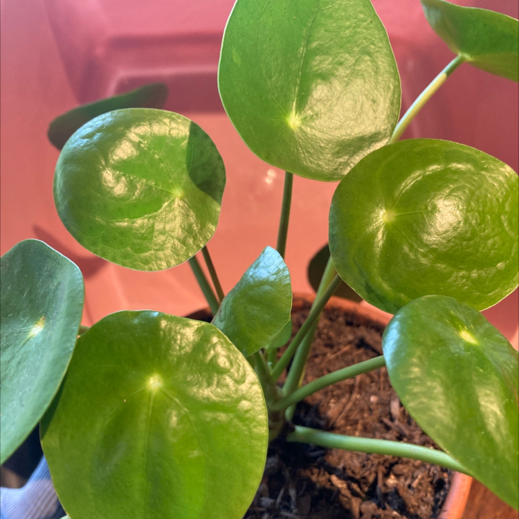 Chinese Money Plant plant photo by @haveaniceday named Fu on Greg, the plant care app.