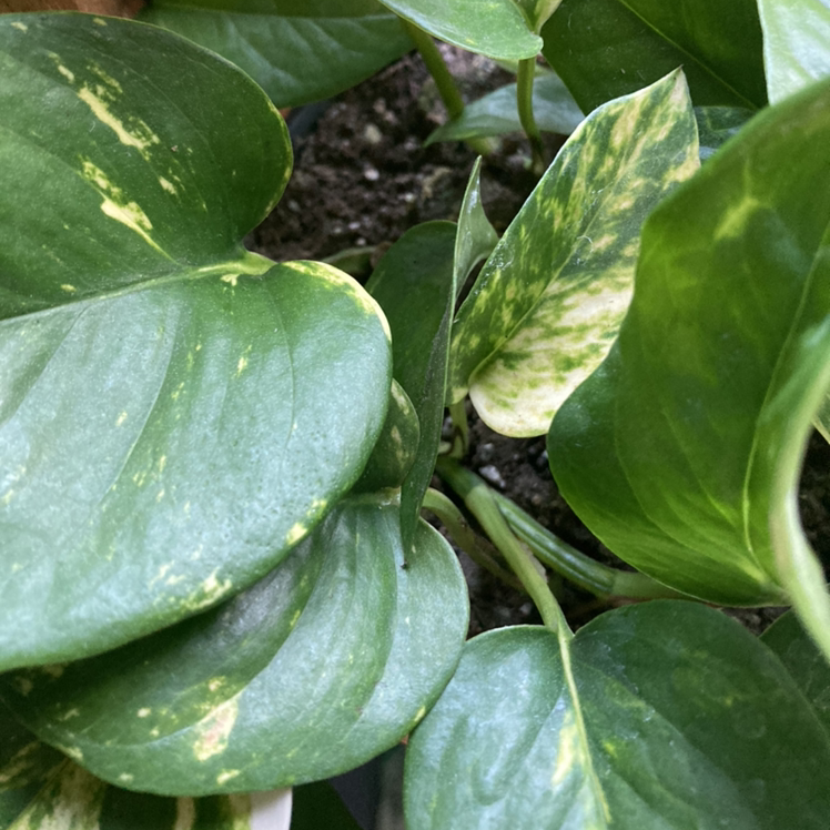 Taro Vine plant photo by @haveaniceday named Mary on Greg, the plant care app.