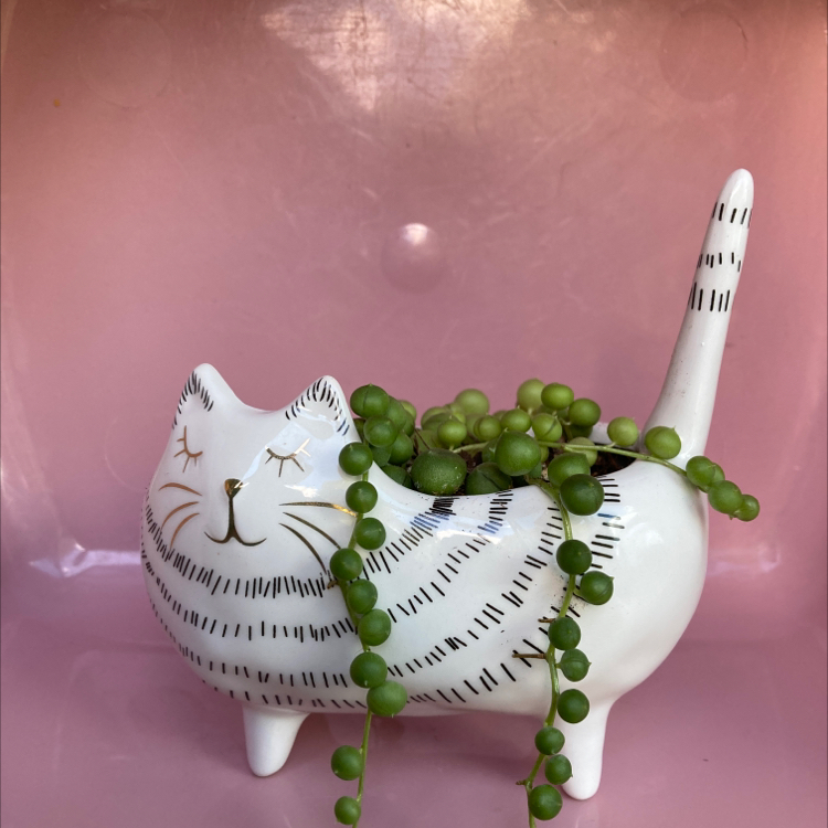 String of Pearls plant photo by @haveaniceday named Pearl on Greg, the plant care app.