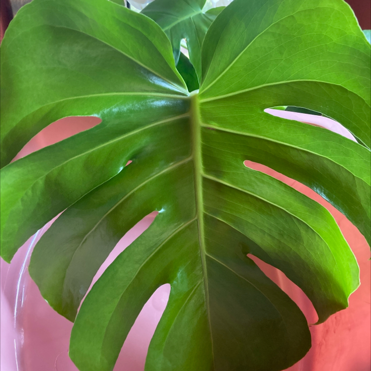 Monstera plant photo by @haveaniceday named Elina on Greg, the plant care app.