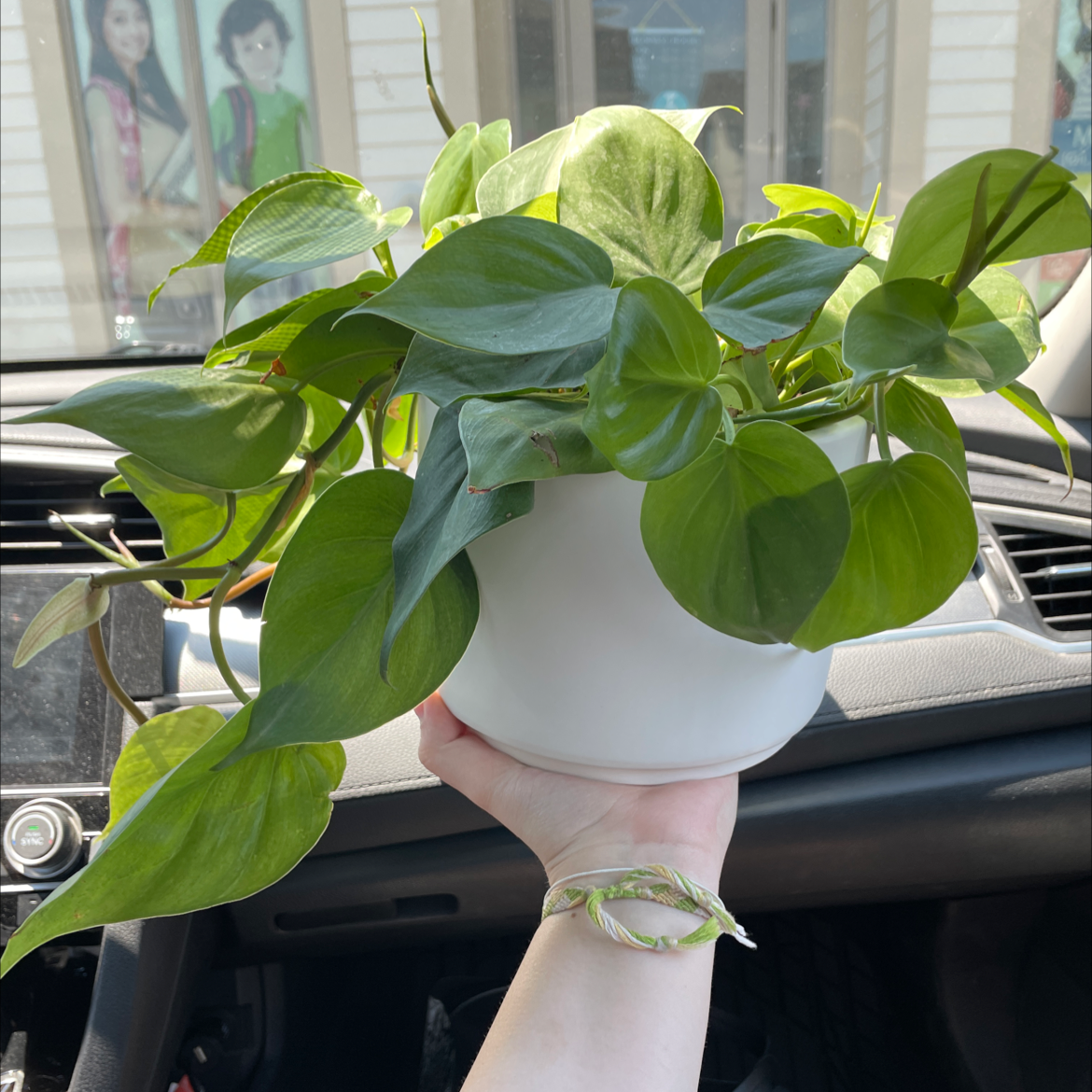 Philodendron Scandens plant photo by @Jackgg named Rupert on Greg, the plant care app.