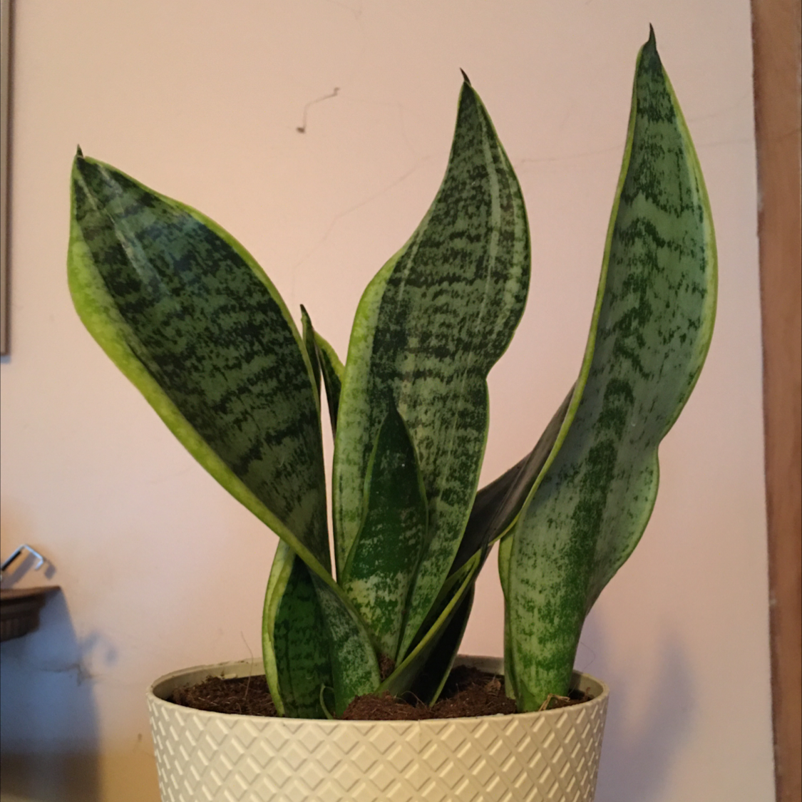 Snake Plant plant photo by @BrandyLVSplants named Marilyn on Greg, the plant care app.