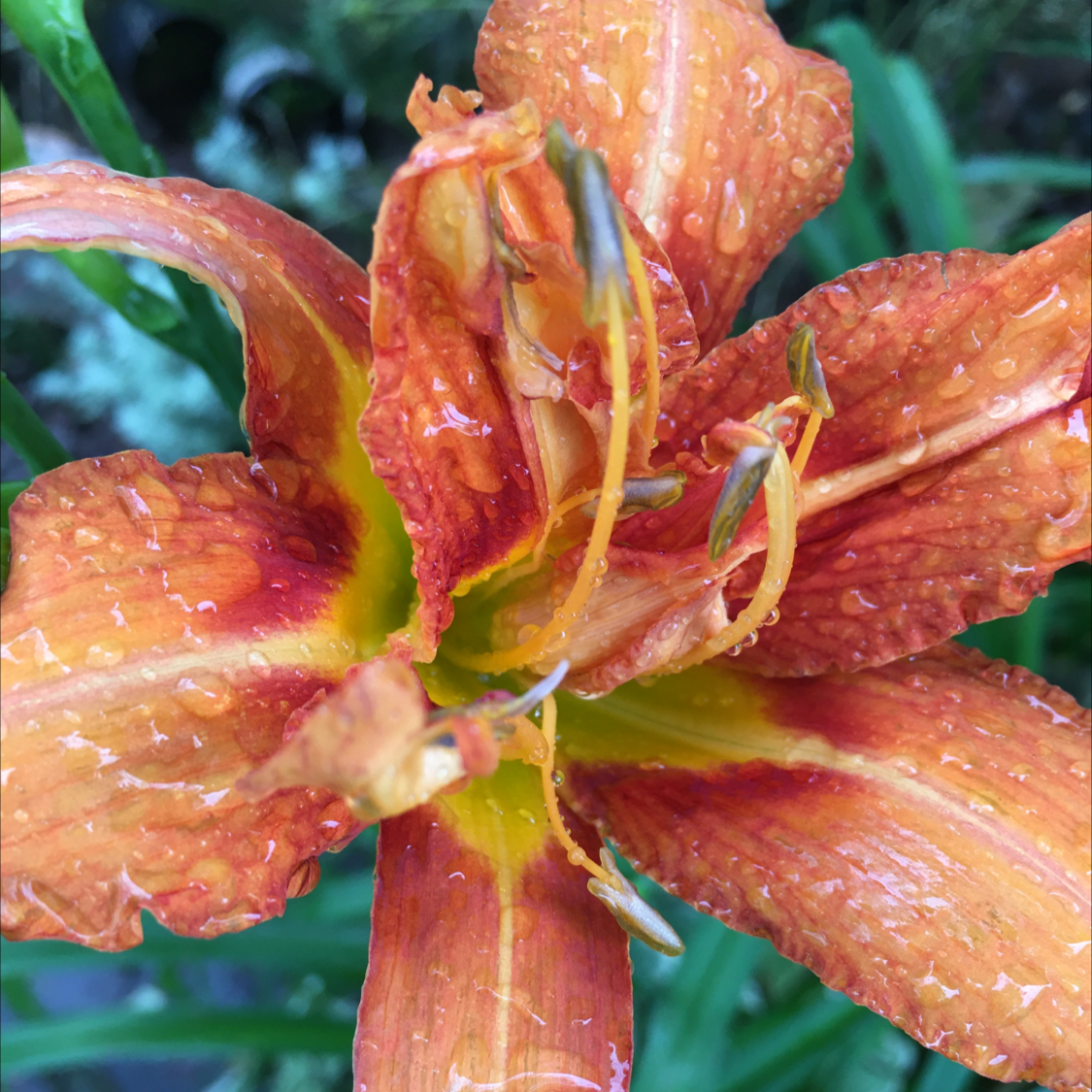 Close-up of an Orange Daylily flower with water droplets on its petals.