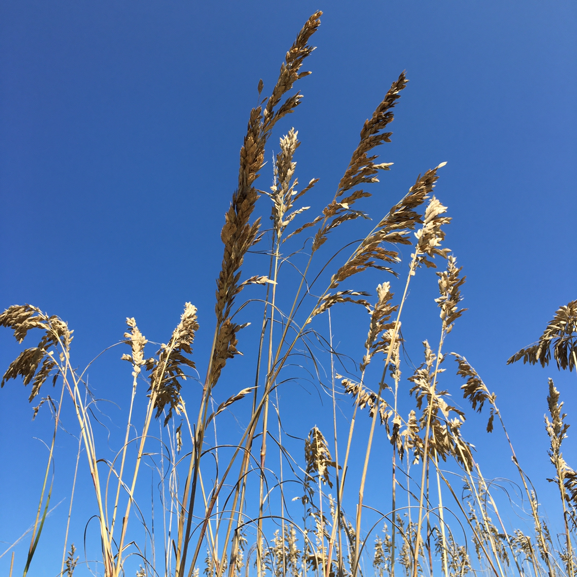Sea Oats plant photo by @BrandyLVSplants named Salty Oatmeal on Greg, the plant care app.