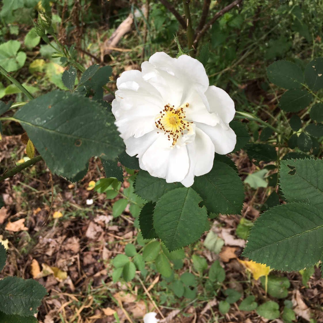 Photo of the plant species Dog Rose by @BrandyLVSplants named Bella on Greg, the plant care app