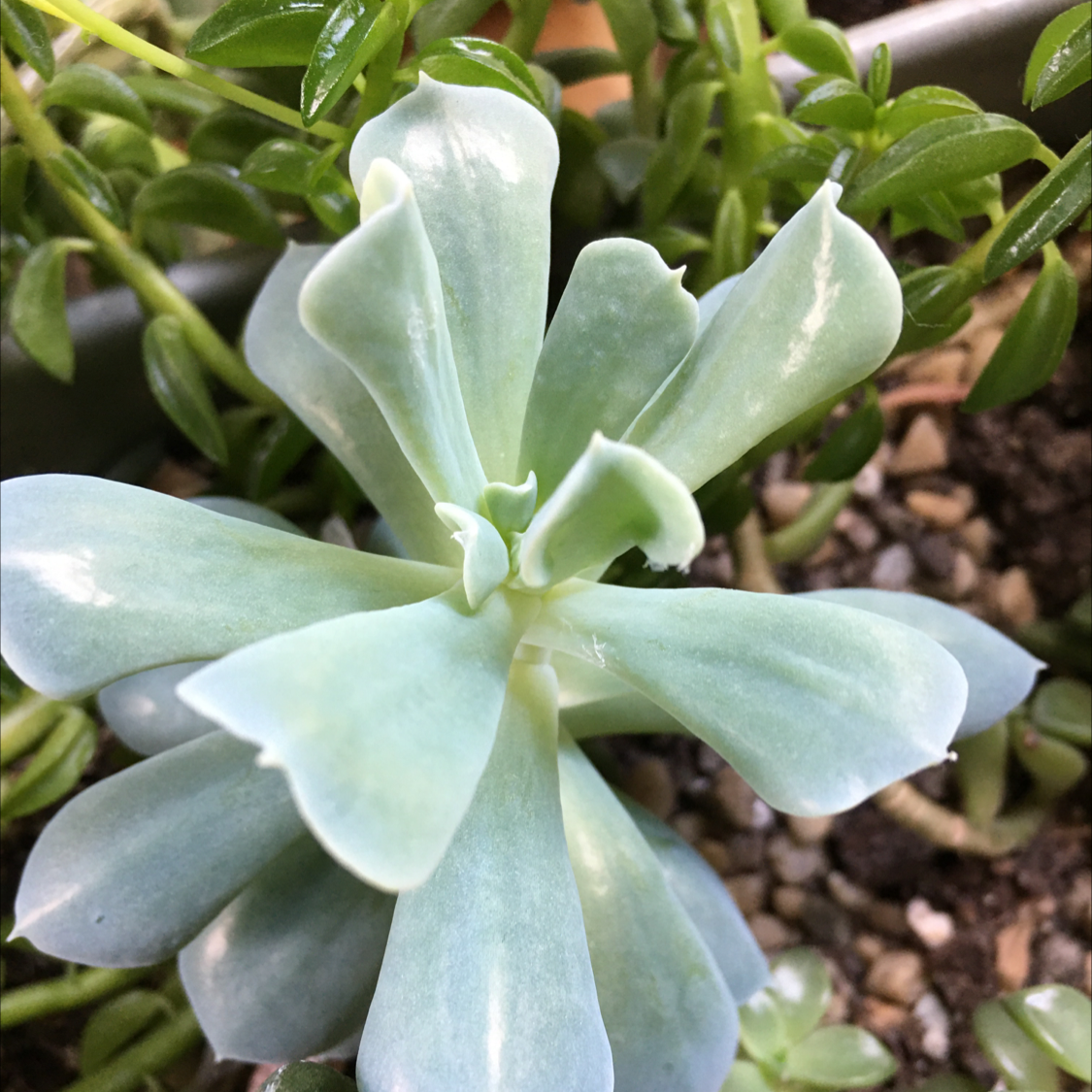 Echeveria Runyonii plant photo by @BrandyLVSplants named Elle on Greg, the plant care app.