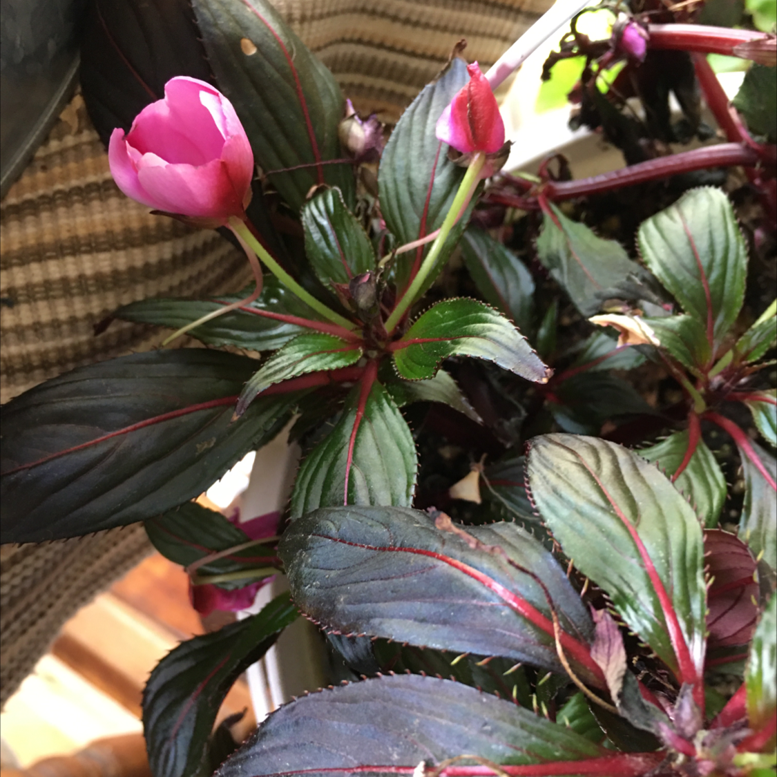 Photo of the plant species New Guinea Impatiens by @BrandyLVSplants named Drake on Greg, the plant care app