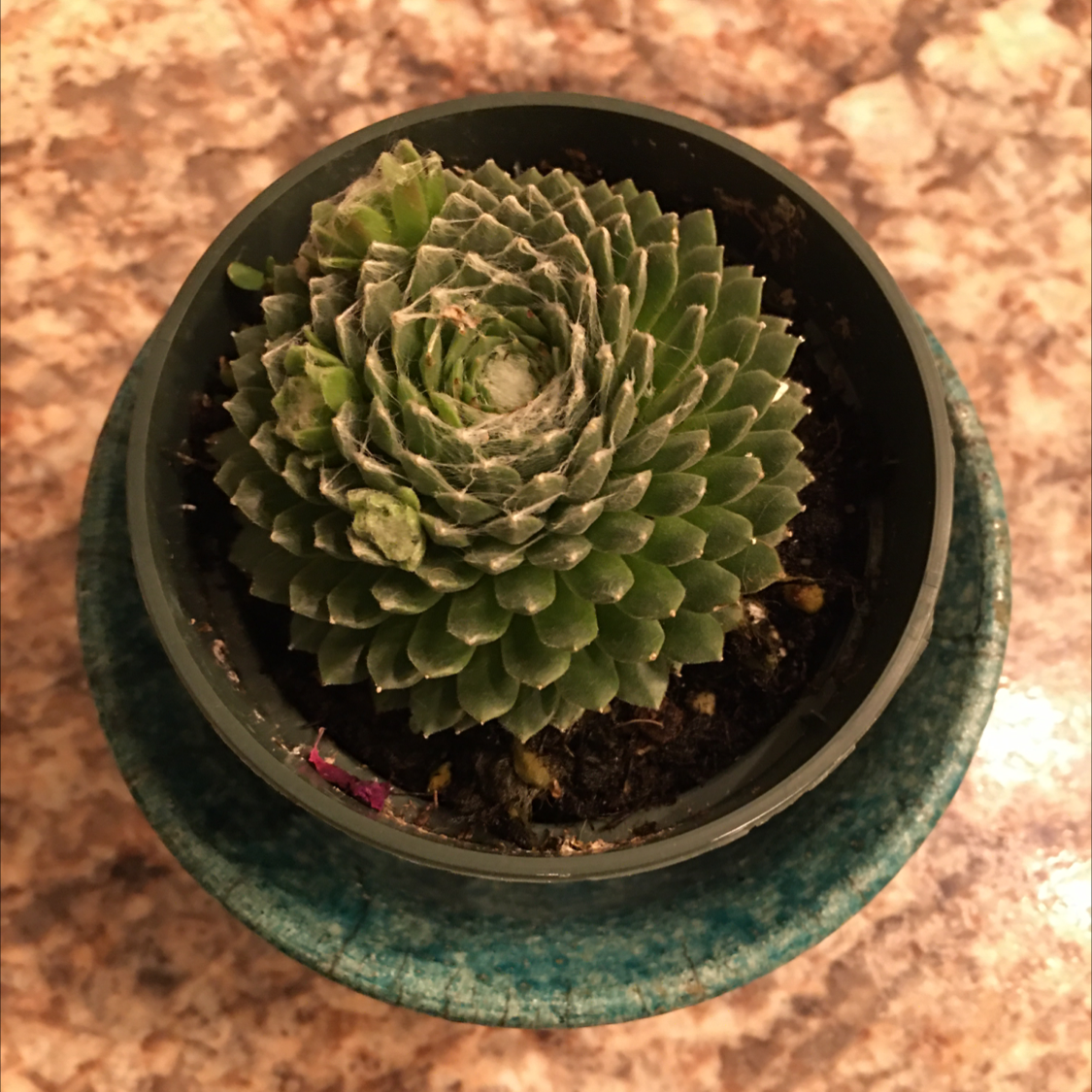 Hens and Chicks plant photo by @BrandyLVSplants named Sphereis on Greg, the plant care app.