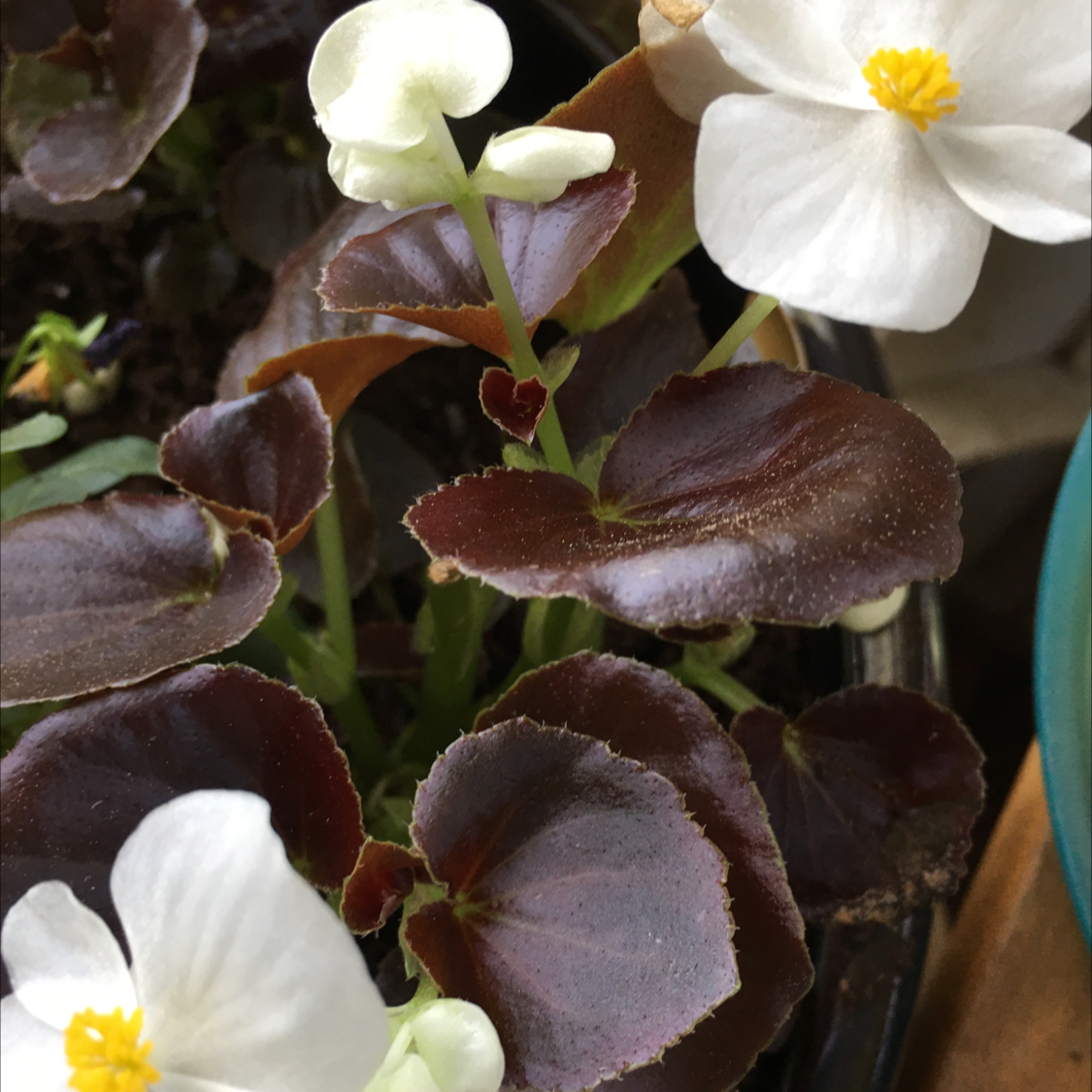 Begonia cucullata plant photo by @BrandyLVSplants named Red on Greg, the plant care app.