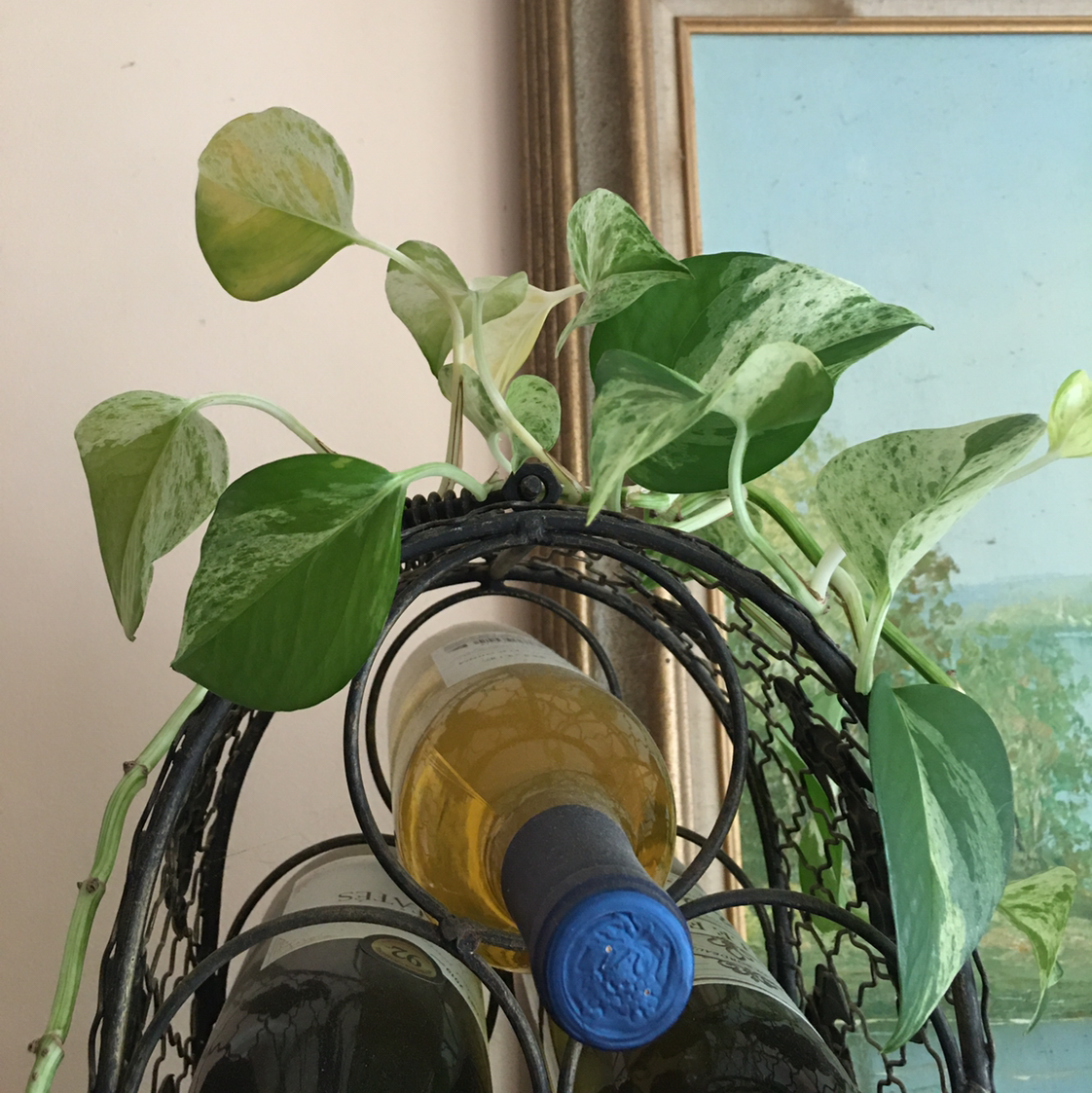 Taro Vine plant photo by @BrandyLVSplants named Athena on Greg, the plant care app.
