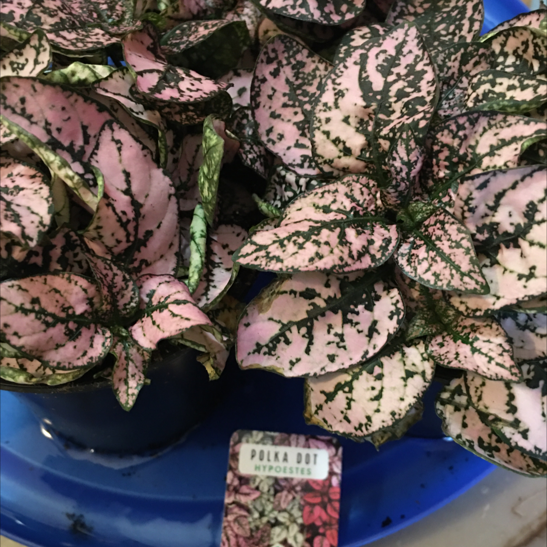 Polka Dot Plant plant photo by @BrandyLVSplants named Polka Dot Patty on Greg, the plant care app.