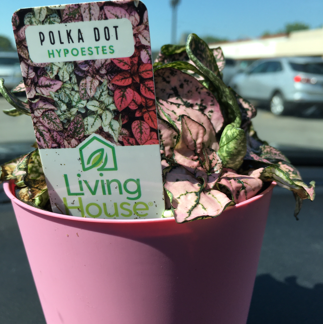 Polka Dot Plant plant photo by @BrandyLVSplants named Polka Dot Penny on Greg, the plant care app.
