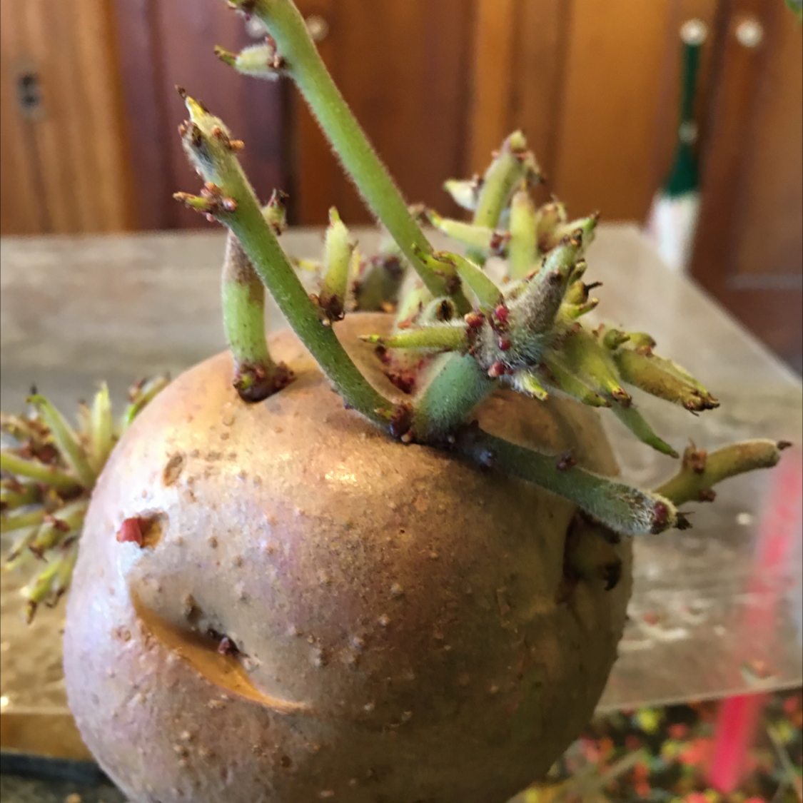 Potato plant photo by @BrandyLVSplants named Stella on Greg, the plant care app.