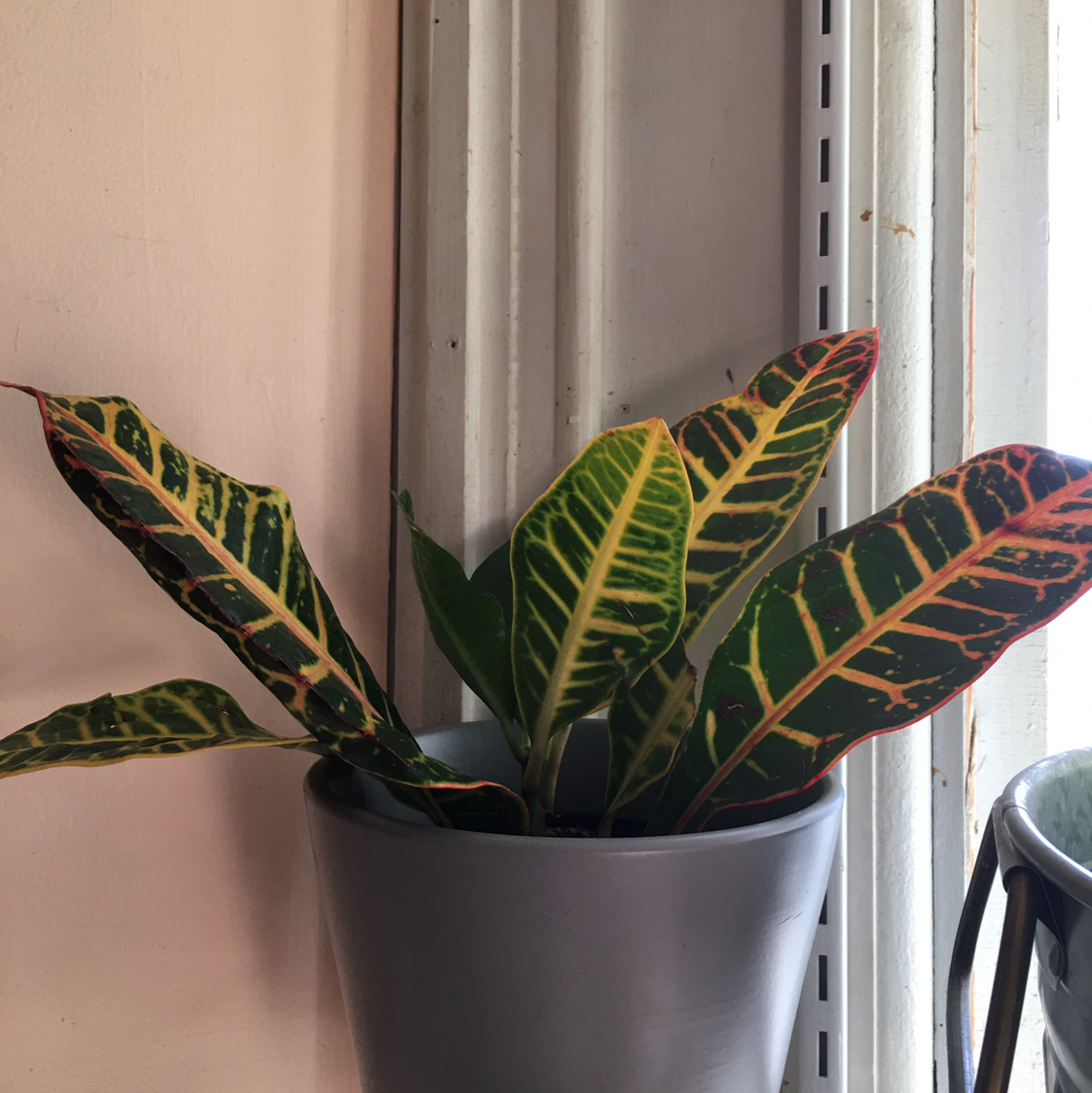 Gold Dust Croton plant photo by @BrandyLVSplants named Joe on Greg, the plant care app.