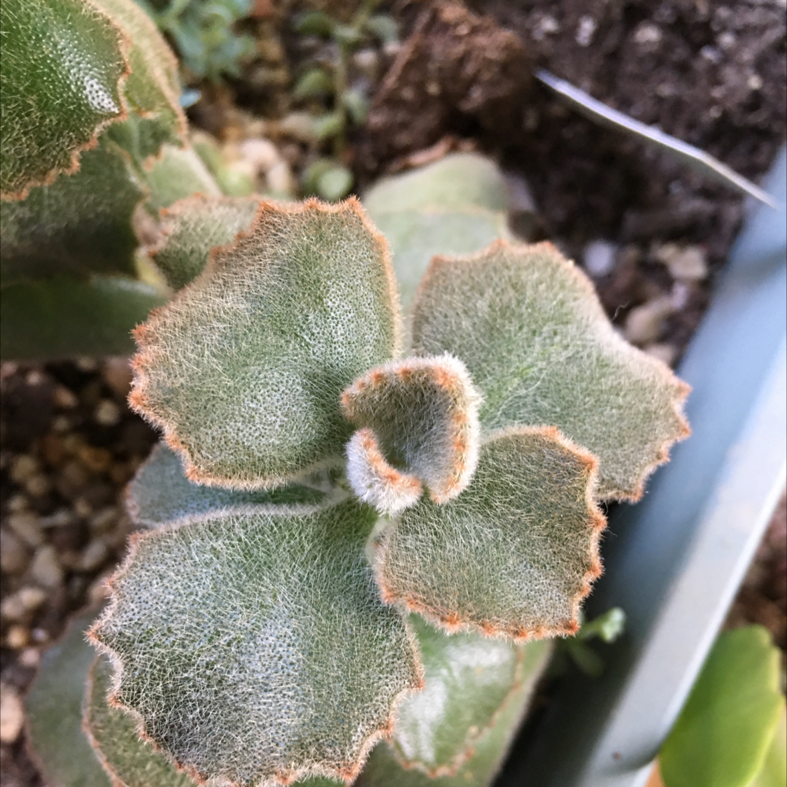 Panda Plant plant photo by @BrandyLVSplants named Walt on Greg, the plant care app.