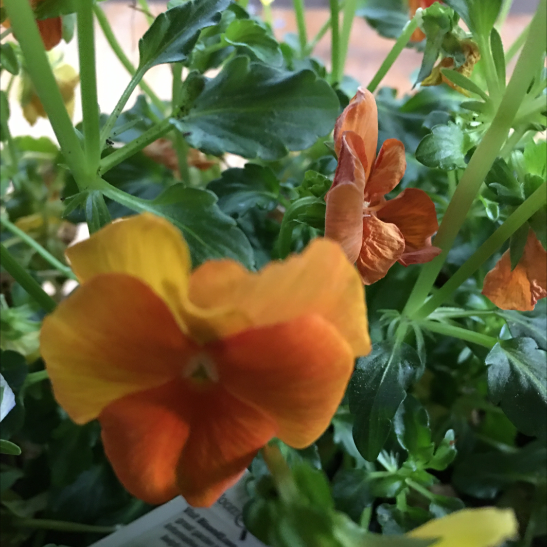 horned pansy plant photo by @BrandyLVSplants named Sorbet Deep Orange Viola on Greg, the plant care app.