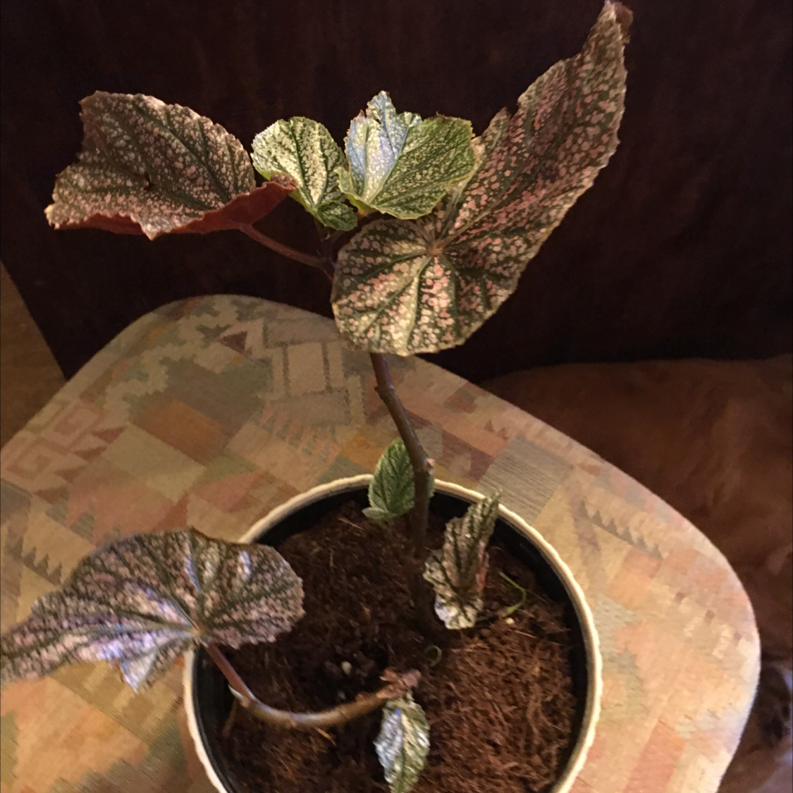 Polka Dot Begonia plant photo by @BrandyLVSplants named Lawrence on Greg, the plant care app.
