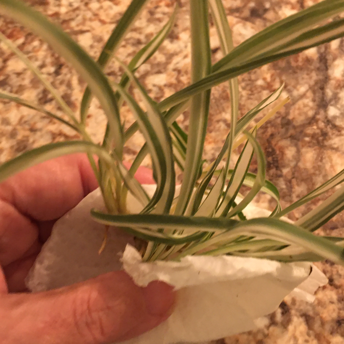 Spider Plant plant photo by @BrandyLVSplants named Aunt Donna on Greg, the plant care app.