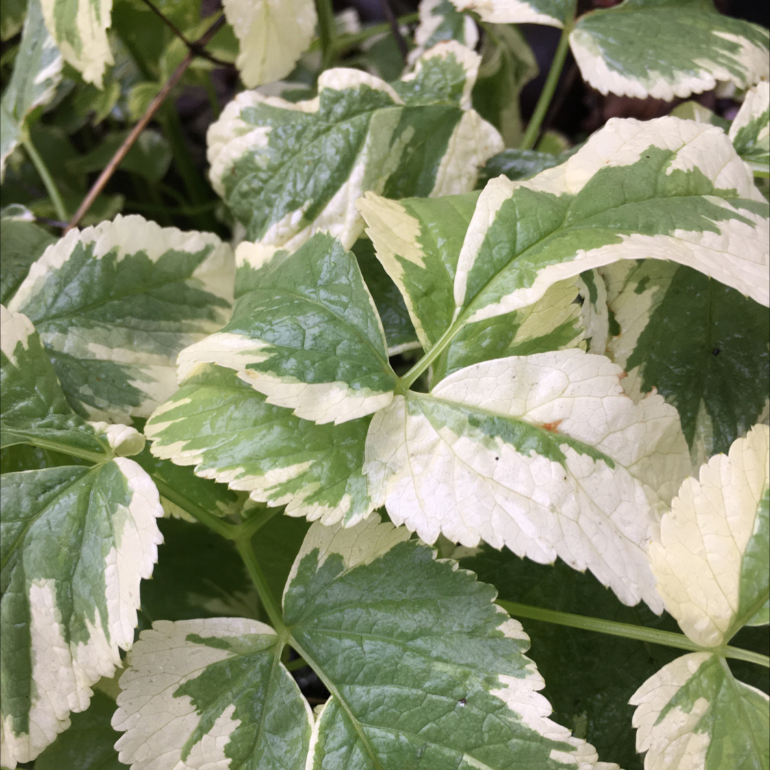 Photo of the plant species Bishop's Goutweed by @BrandyLVSplants named Annoyance on Greg, the plant care app