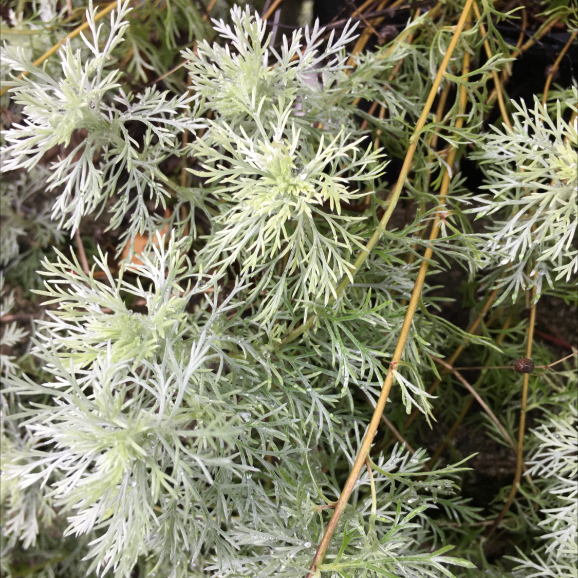 Photo of the plant species Field Wormwood by @BrandyLVSplants named Silver on Greg, the plant care app