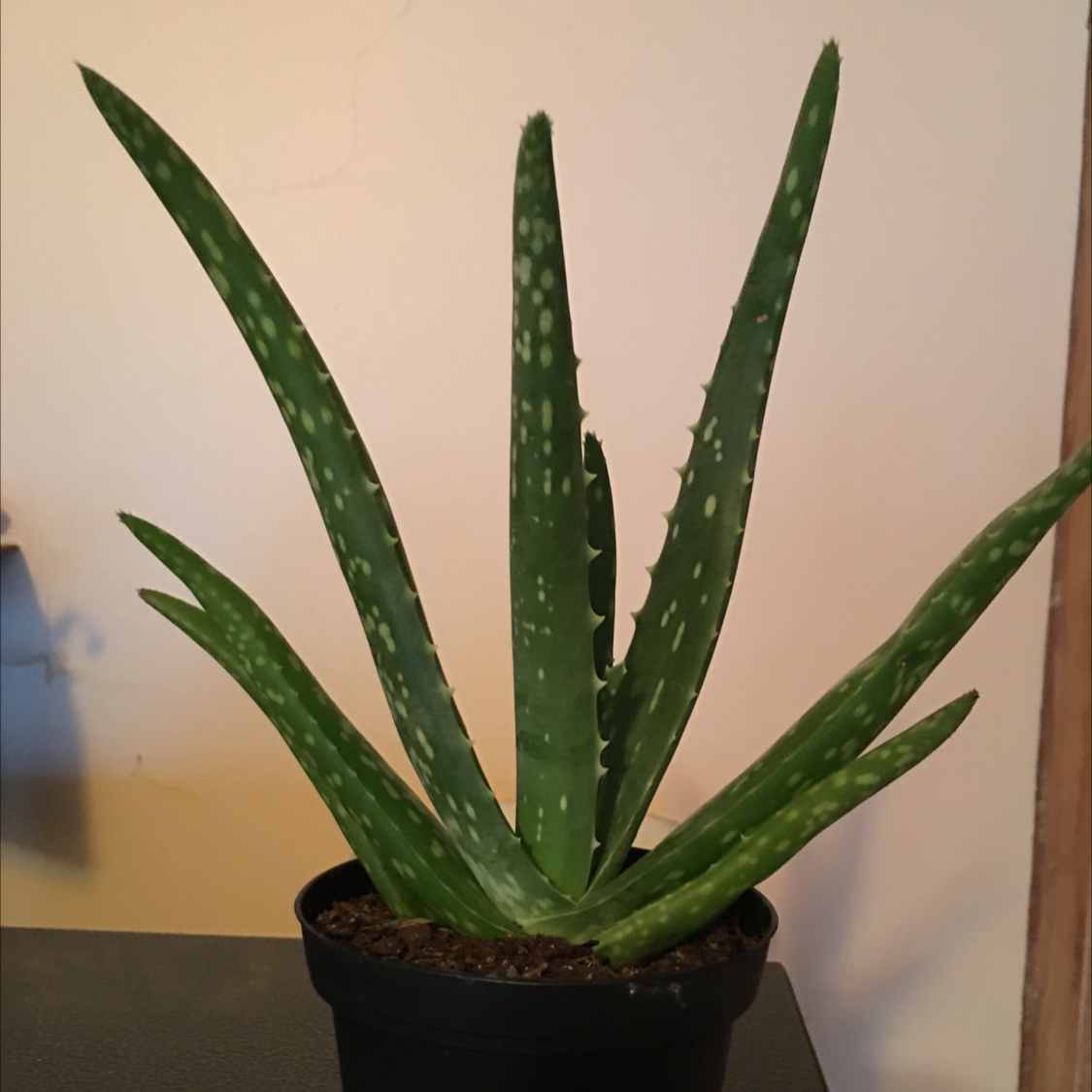 Aloe vera plant photo by @BrandyLVSplants named Al on Greg, the plant care app.