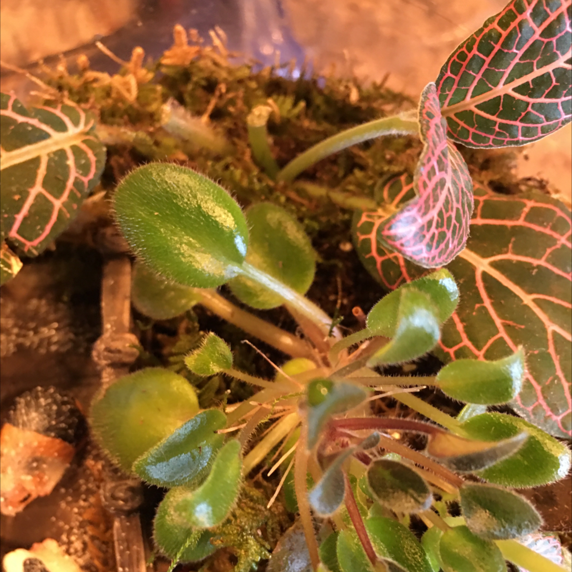 Nerve Plant plant photo by @BrandyLVSplants named Remington on Greg, the plant care app.