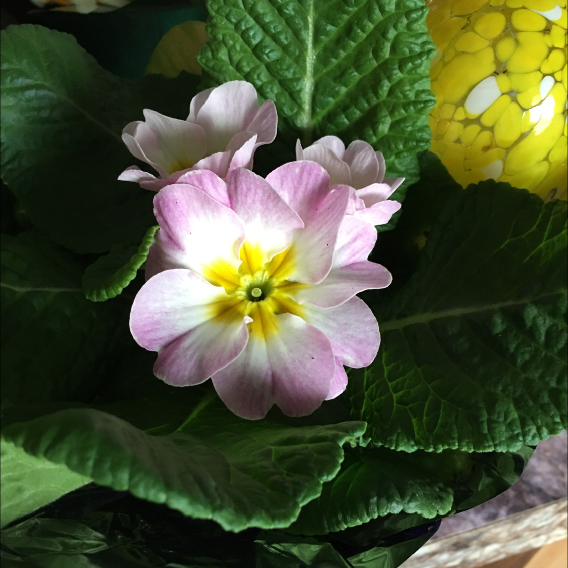 Common Primrose plant photo by @BrandyLVSplants named Pink Soli on Greg, the plant care app.
